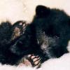 Baby Bear