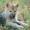 wolfcub