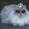 PrincessMyaAngel