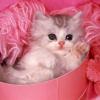 PrincessPuddles