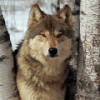 DaddyRedWolf