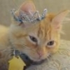 KillerKitten