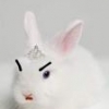 HisDumbBunny