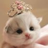 kittenkween
