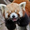redpanda