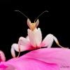 littleorchid