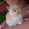 LittleBunny62