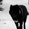 Imalittleblackwolf