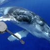 whalebard