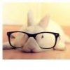 bunny4wolf