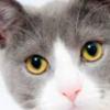 mouse5