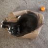 1orangecat
