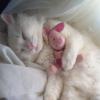 littlelittlekitten